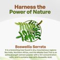 thumbnail image 3 of Boswellia Serrata Extract 8 oz, 3 of 7