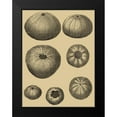 thumbnail image 2 of Diderot, Denis 12x14 Black Modern Framed Museum Art Print Titled - Shells on Khaki I, 2 of 5