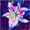 B, variant on Lily, Low Maintenance - Easy Grow - Ideal for Beds Borders, Plant Pots & Planters