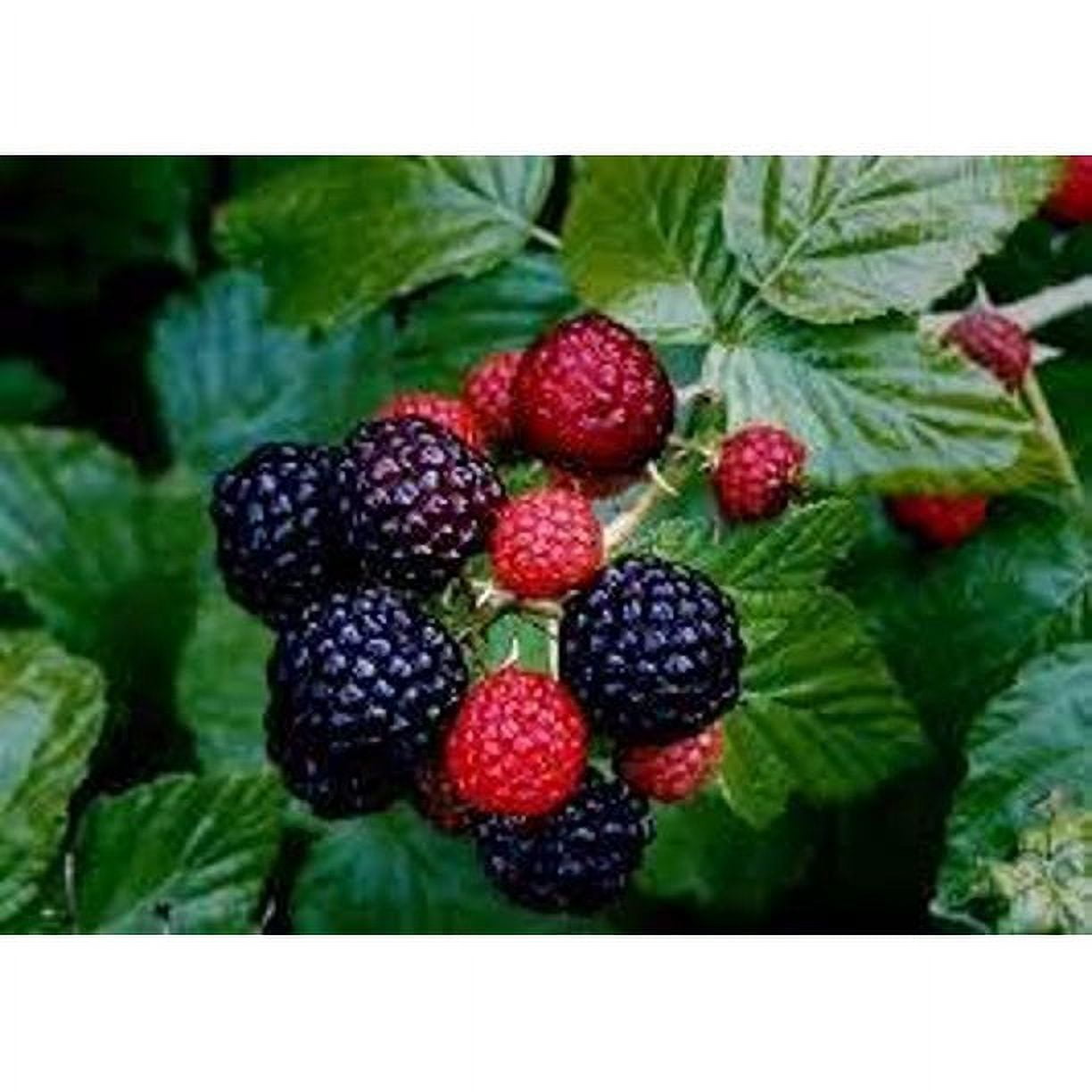 Mrs. Miller's Homemade Seedless Jam, Black Raspberry, 9 OZ Pack -3