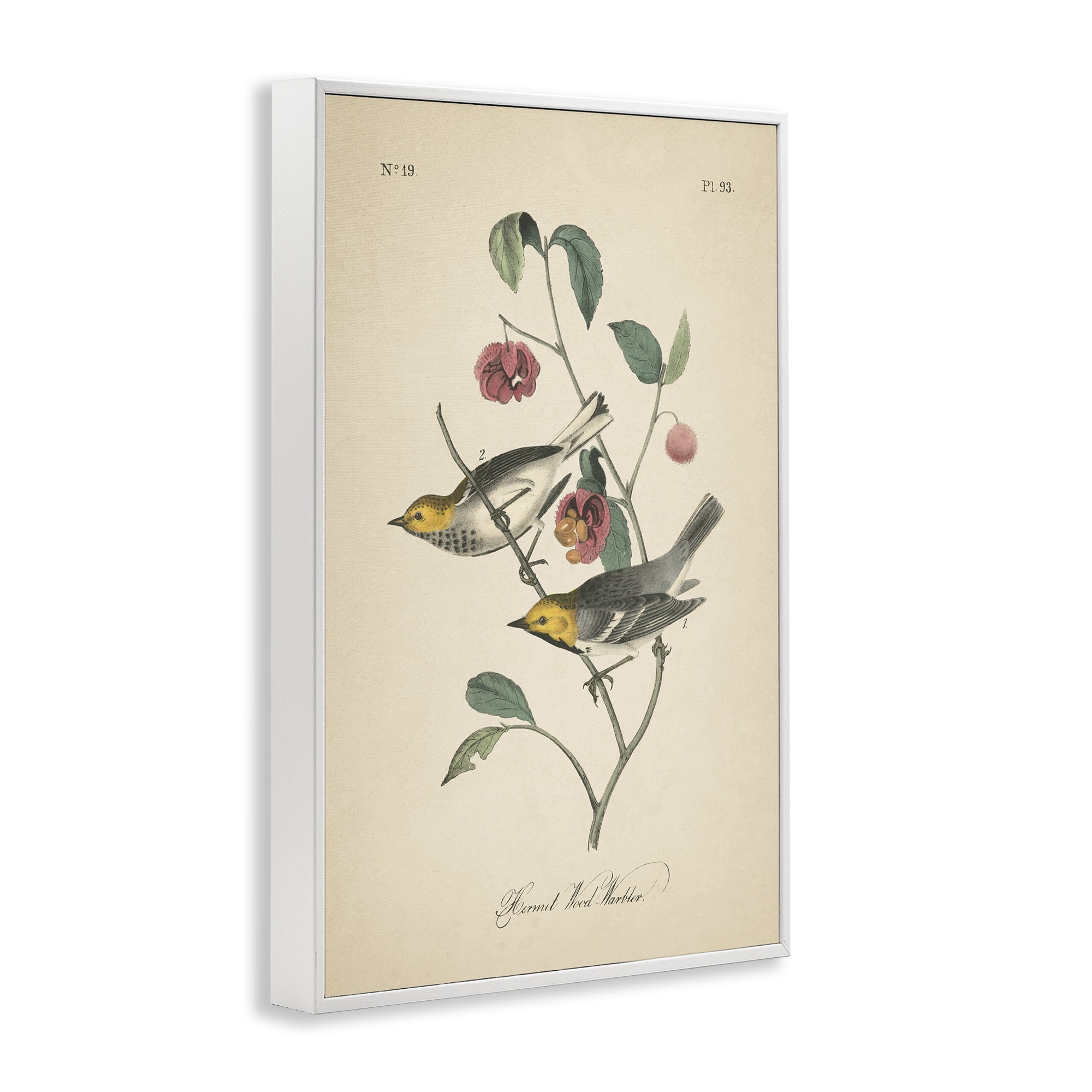 Stupell Industries Vintage Warbler & Plants Animals & Insects Painting White Framed Art Print Wall Art, 20 x 30