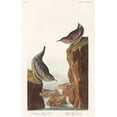 thumbnail image 2 of Audubon, John James 10x14 Black Ornate Wood Framed with Double Matting Museum Art Print Titled - Columbian Water Ouzel and Arctic Water Ouzel, 2 of 4