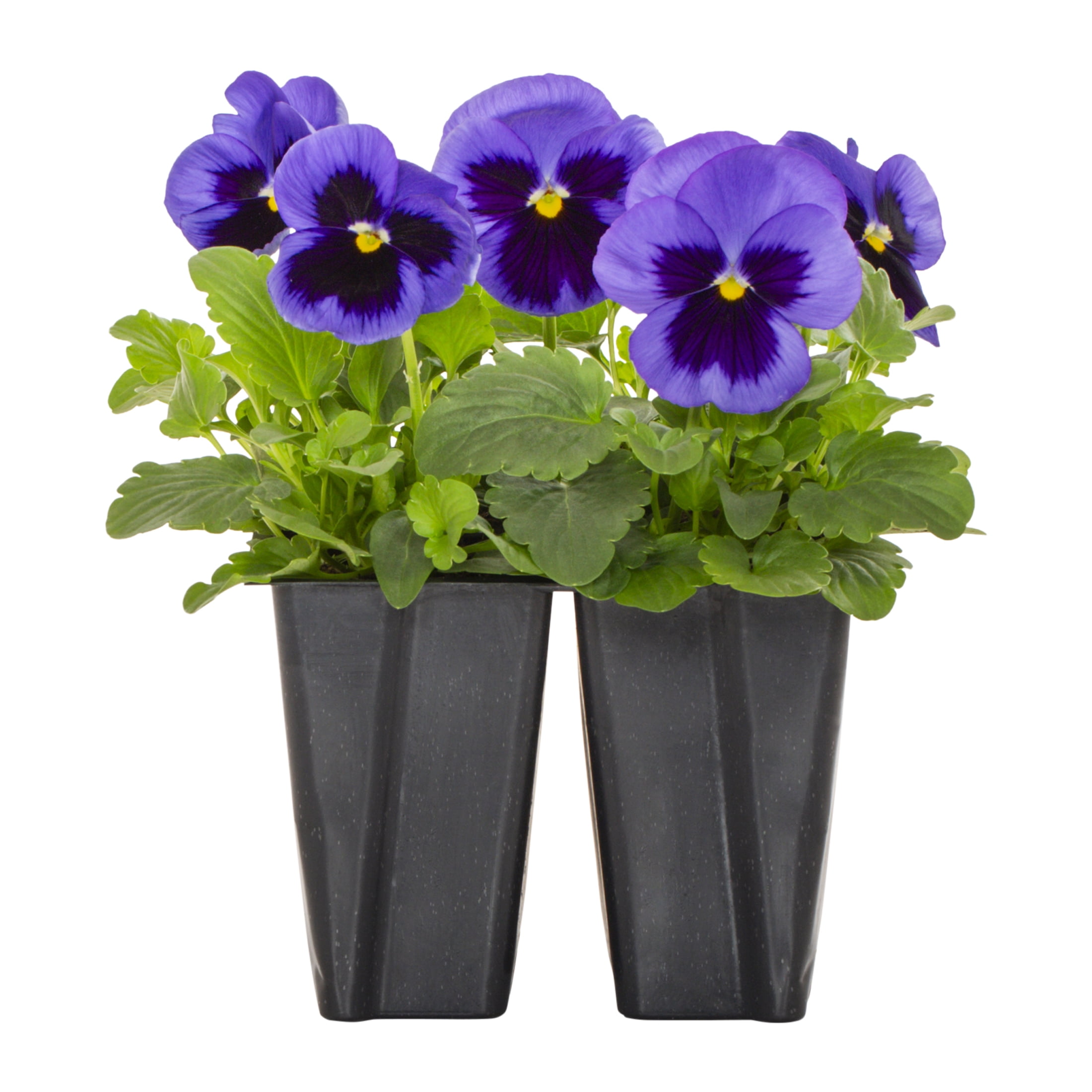 Expert Gardener PT Multicolor Pansy Live Plant Grower Pot Sun (4 Pack)