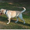 thumbnail image 2 of TopOne Pet Traction Rope Reflective Strip Design Anti-bite Steel Wire Walking Dog Belt Leash, 2 of 8