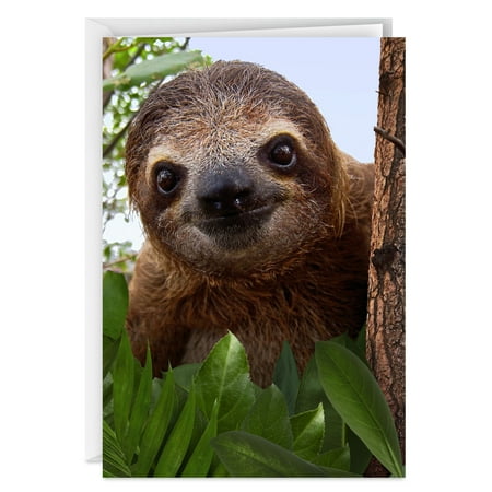 Hallmark Funny Thinking of You Greeting Card (Sloth in Tree)