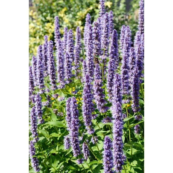 100 Seeds ORGANIC Superior LICORICE MINT Agastache Rugosa Korean Tea Herb Purple Flower