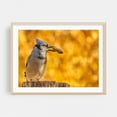 thumbnail image 2 of Blue Jay with Peanut in Autumn - Photography Bird Autumn Wildlife Nature Animal Woodland Scenic Unframed Wall Art Print 5 x 7 inches, 2 of 7