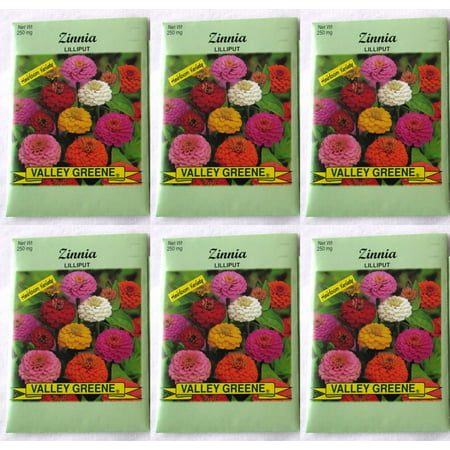 Valley Greene (6 Pack) 250 mg/Package Zinnia Lilliput Heirloom Variety