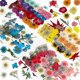 thumbnail image 1 of 144PCS Natural Dried Pressed Flowers for Resin,Dry Flower Bulk Natural Herbs Kit for Candle,Epoxy R, 1 of 5