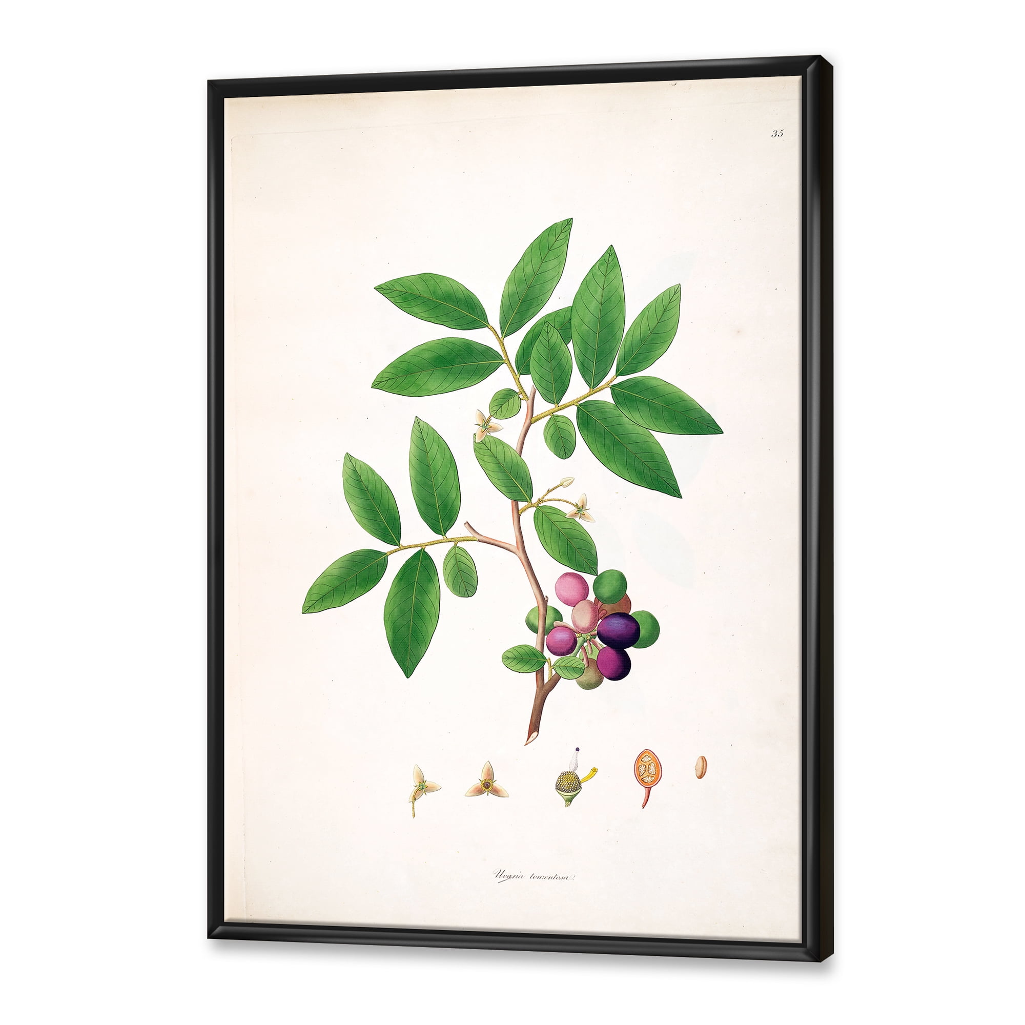 Designart 'Ancient London Plants XI' Farmhouse Framed Canvas Wall Art Print