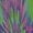 Blue, Yellow, Fuchsia, variant on Hocsocx Psychedelic Green/Fuchsia Socks Medium