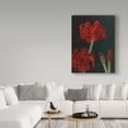thumbnail image 3 of Trademark Fine Art 'Amaryllis Amigo' Canvas Art by Christopher Pierce, 3 of 3