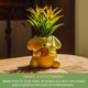 thumbnail image 5 of Mini macetero Sanrio Pompompurin de cerámica con planta artificial, 5 of 9