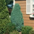 thumbnail image 7 of Expert Gardener Blue Point Juniper (2.5 Gallon) Evergreen Tree with Blue-Green Foliage - Full Sun Live Outdoor Plant, 7 of 7