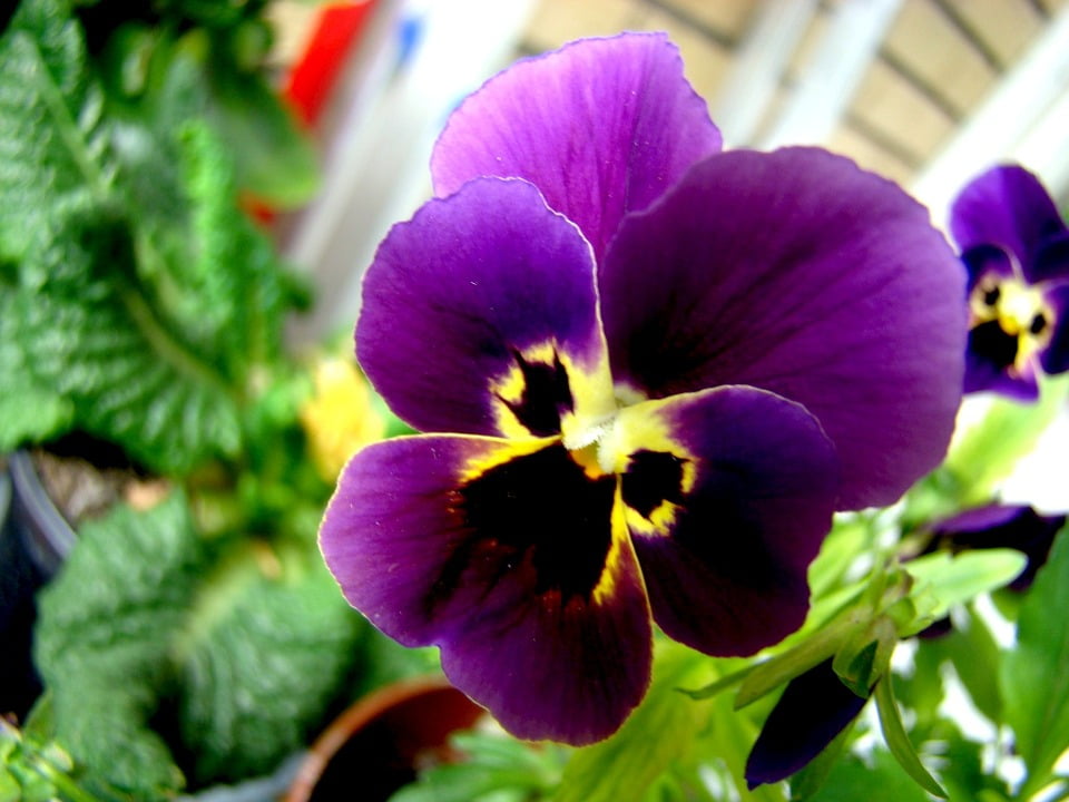 Violet Viola Purple Heartsease Flower Pansy Flora20 Inch By 30 Inch