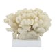 thumbnail image 2 of Resina, Decoración de mesa de coral de 6 "h, Marfil Sagebrook Home 16896, 2 of 2