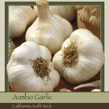Glamaours California Softneck Garlic Great for Fall Planting Non GMO 6 Bulbs