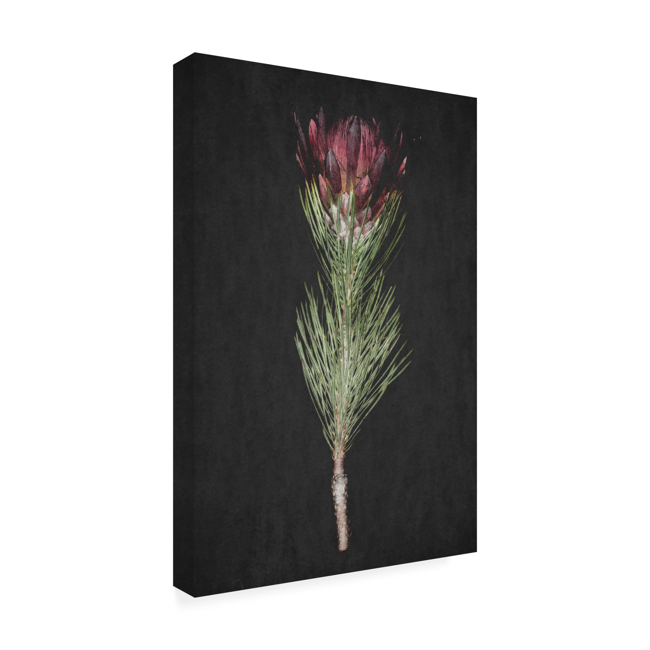 Trademark Fine Art Shot by Clint Protea Canvas Wall Art