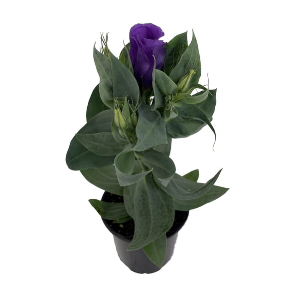 Purple Eustoma Lisianthus - 4" Pot - Rose-like Blooms - Live Plant
