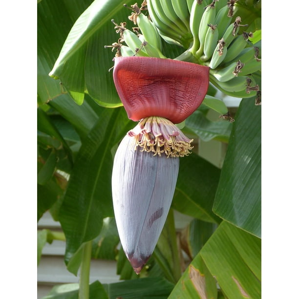 Bloom Banana Blossom Fruit Green Banana Flower 20 Inch By 30 Inch Laminated Poster With Bright Colors And Vivid Imagery Fits Perfectly In Many Attractive Frames Walmart Com Walmart Com,Fun Card Games For Two People