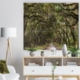 thumbnail image 3 of Design Art - Live Oak Tunnel, 3 of 5