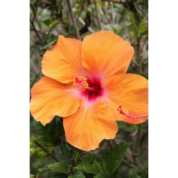 Howard Orange Hybiscus Glossy Poster
