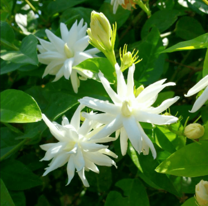 Jasmine Belle of India Live Starter Plant for Planting, Jasminum - Fragrant Flowering Vine for Garden Containers, 4 to 6 Inch Tall, Ship No Pot
