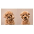 thumbnail image 2 of Puppy Styled: Japanese Dog Grooming: Before &amp; After, (Hardcover), 2 of 5