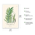 thumbnail image 2 of Geonoma Maxima - Palm Tree - Vintage Botanical Illustration by Carl Friedrich Philipp von Martius c.1820s - Master Art Print (Unframed) 12in x 18in, 2 of 4