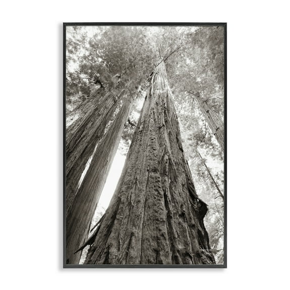 Stupell Industries Ancient Redwood Forest Landscape & Nature Photography Black Framed Art Print Wall Art, 12 x 18