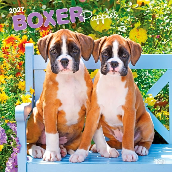 Boxer Puppies | 2027 12x24" (Hanging) Wall Calendar | Plastic-Free | BrownTrout