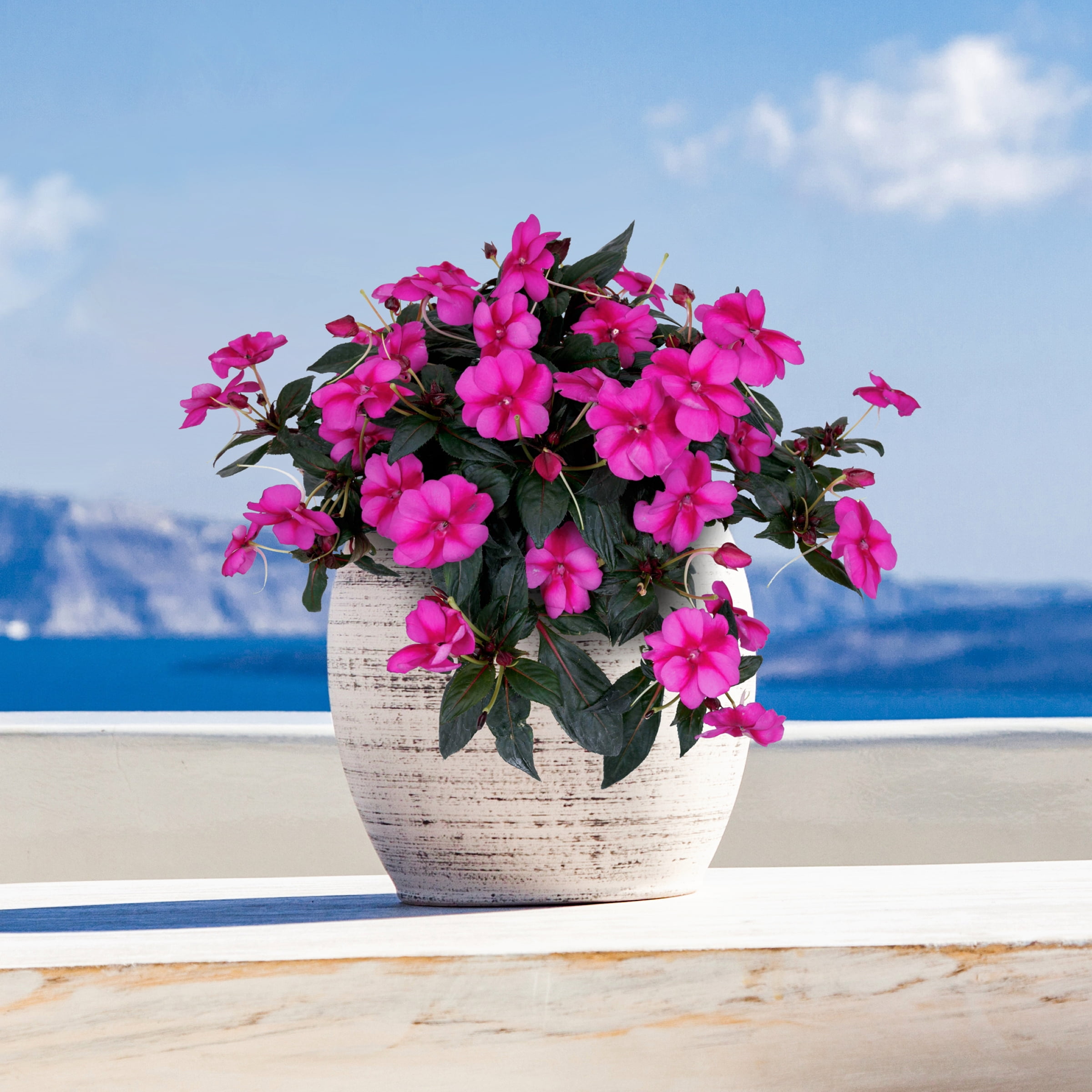 2.5 in. Impatiens Candylicious SunPatiens Collection (3-Pack)