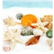 Coquilles de Crabe Ermite, 11 Pièces, Coquillages Turbo à Croissance Moyenne et Petite, Coquille de Mer pour Crabes Ermite – image 4 sur 8