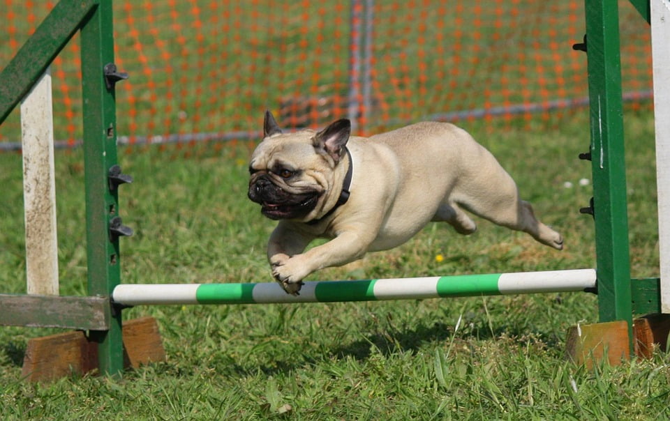 pug pedigree