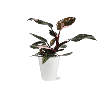 Harmony's Bubbly Angel Wing Cane Begonia, 6 inch, Angel Wings Super Splashy  Silver Forked Tip - Walmart.com