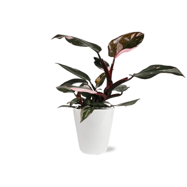 Wild Interiors 8-14" Tall Pink Princess Philodendron Live Plant in 5" White Ceramic Pot, House Plant