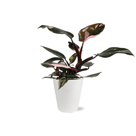 Wild Interiors 8-14" Tall Pink Princess Philodendron Live Plant in 5" White Ceramic Pot, House Plant