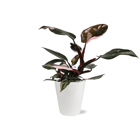 Wild Interiors 8-14" Tall Pink Princess Philodendron Live Plant in 5" White Ceramic Pot, House Plant