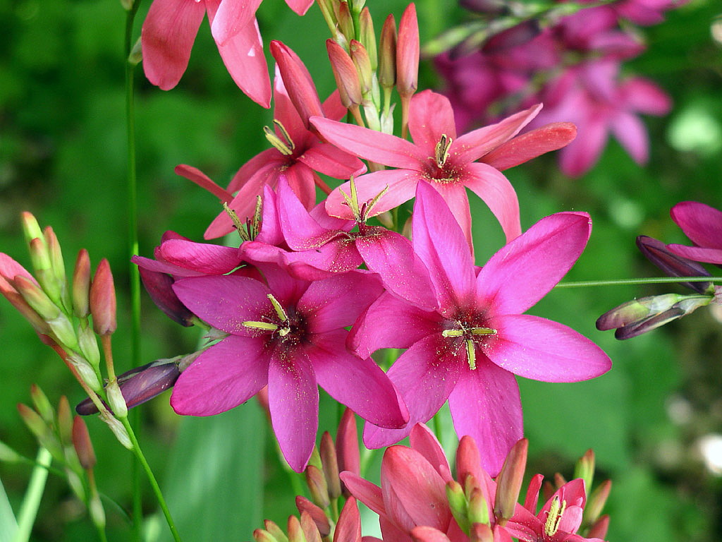 Pink African Corn Lily 40 Bulbs Ixia Exquisite Color! 5/+ cm