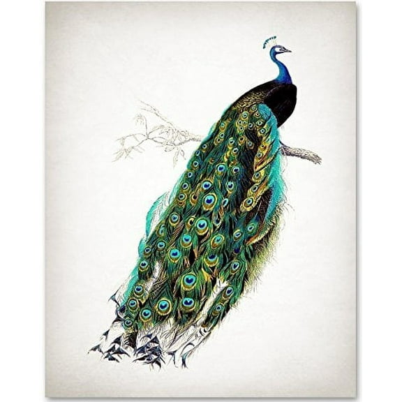 Antique Peacock Art Print- 11x14 Unframed Art Print - Great Gift for Bathroom Decor