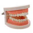 thumbnail image 1 of EeaseMX 1 modelo de dientes para niños, material didáctico y de estudio, modelo de dientes tipodonto estándar., 1 of 8