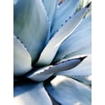 thumbnail image 2 of Wilson, Kali 19x24 Gold Ornate Wood Framed with Double Matting Museum Art Print Titled - Giant Succulent I, 2 of 4
