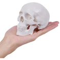 thumbnail image 2 of 2X Mini Modelo de CráNeo Humano, Modelo de CráNeo AnatóMico de 3 Partes con Tapa de CráNeo ExtraíBle y MandíBula Articulada, 2 of 5