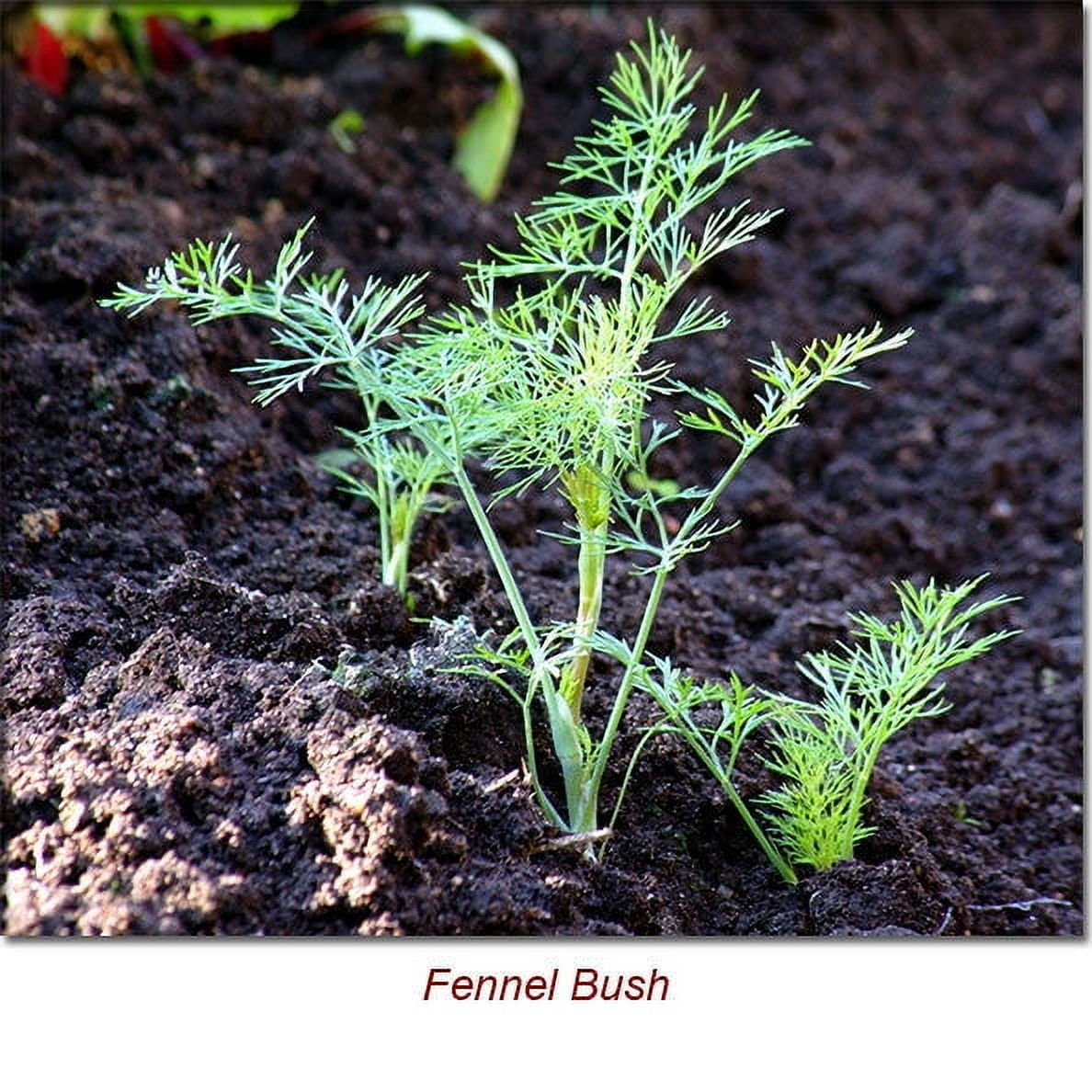 Fennel Sweet Essential Oil 1 fl oz (30 ml) - 100% Pure and Natural by Silky Scents