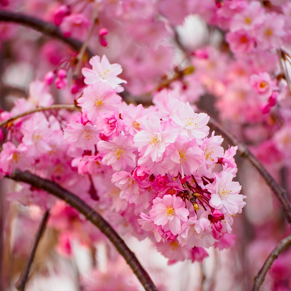 Brighter Blooms - Double Pink Weeping Cherry Tree, 4-5 ft