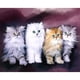thumbnail image 1 of Kit DIY 5D Familia Gatos Taladro Imagen Artesanal Cgtredaw, 1 of 9