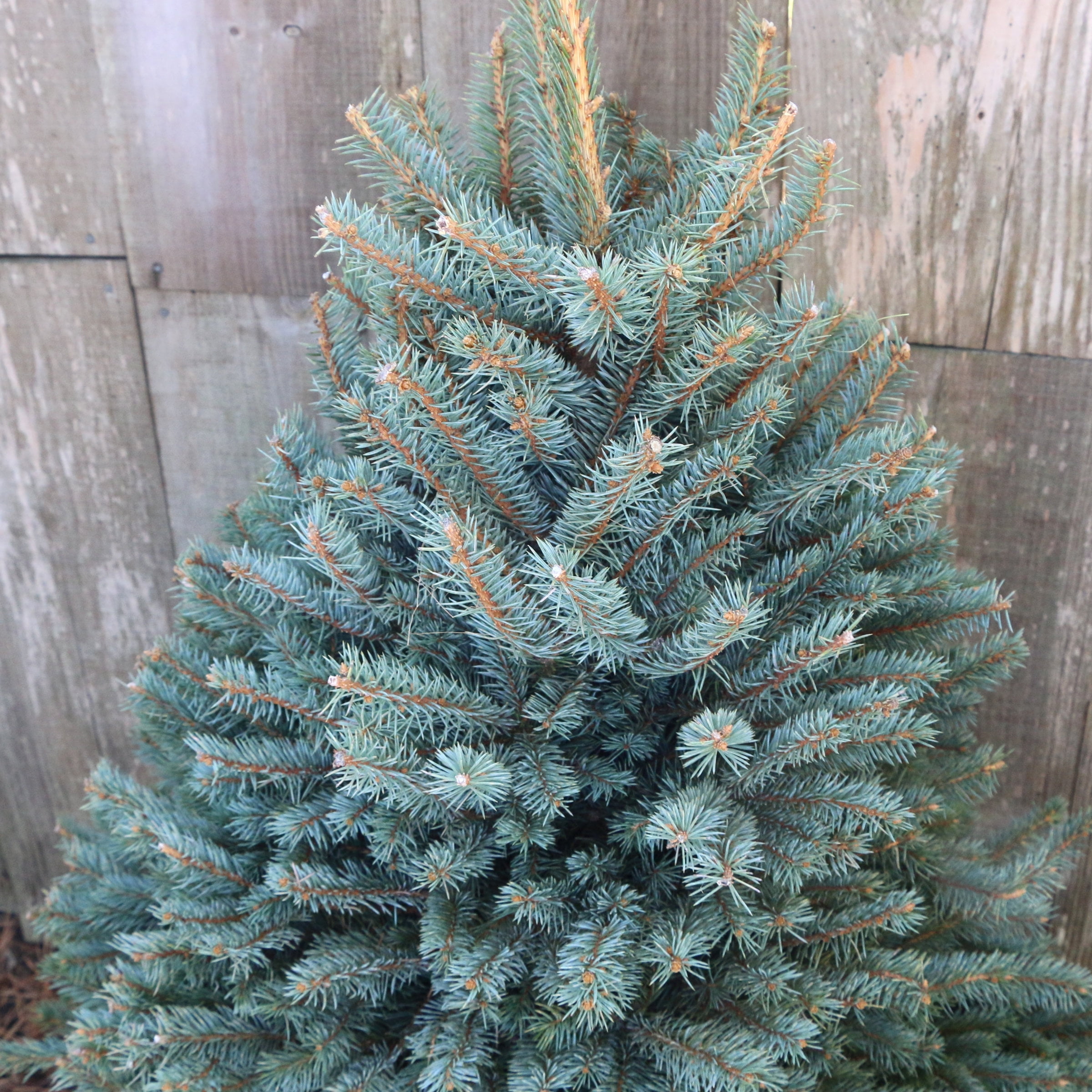 National Plant Network Real Blue Spruce 5 Tall Fresh Cut Christmas Tree No Lights