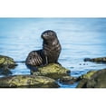 thumbnail image 2 of Posterazzi DPI12303572LARGE Wet Antarctic Fur Seal Poster Print by Nick Dale, 38 x 24 - Large, 2 of 4