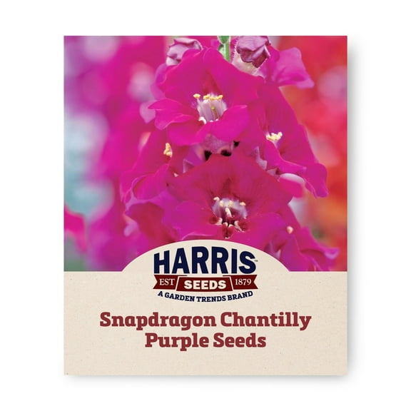 Harris Seeds - Snapdragon Chantilly Purple F1 Seeds - Large Open-Faced Blooms - 500 Seeds