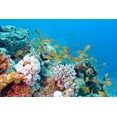 thumbnail image 2 of Coral Reef with Shoal Wall Mural Decal Sticker, Wallmonkeys Peel & Stick Vinyl Graphic (24 in W x 16 in H), 2 of 4